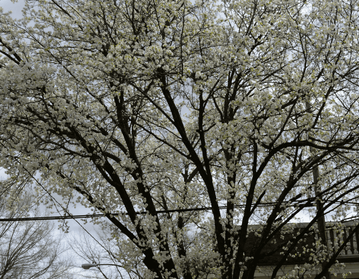 Wining and Dining in Historic Horse Country: Things to do in Middleburg, Virginia