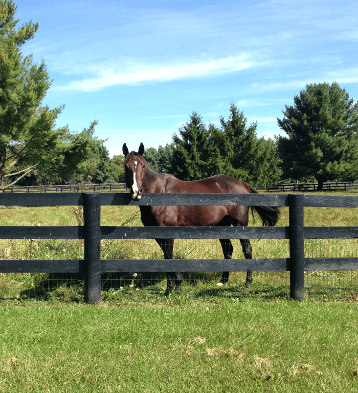 Beautiful Fox Chase Farm horse Equestrian, Fox Chase Farm, Virginia, Travel