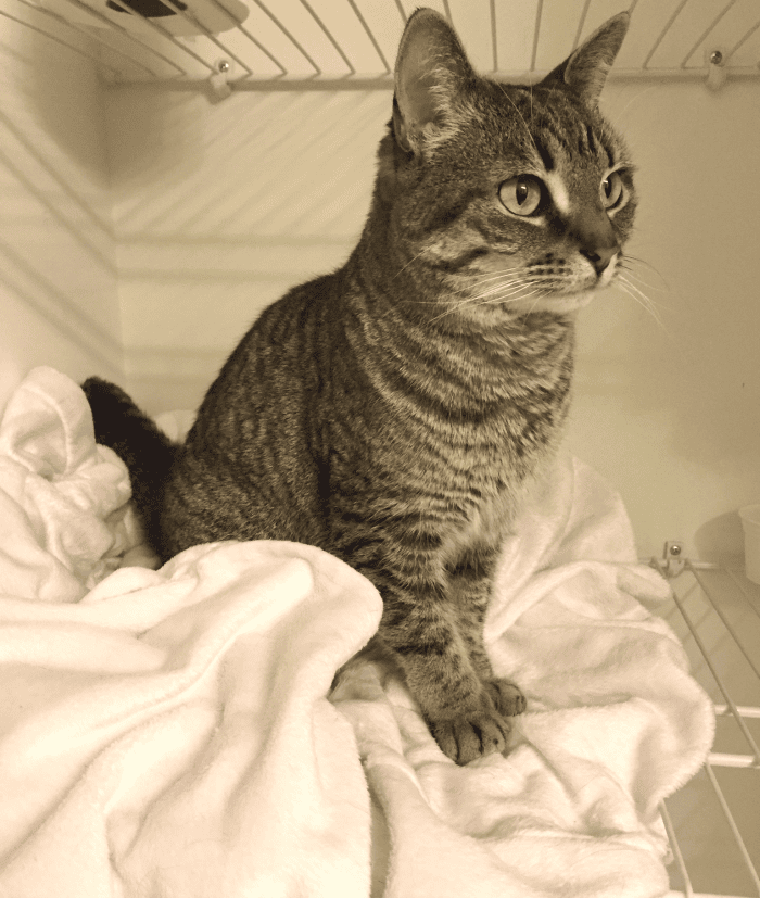 Adorable princess kitten. New Year's, 2015, Washington DC, Middleburg, Virginia, The Kewl Shop, Bandage Dress