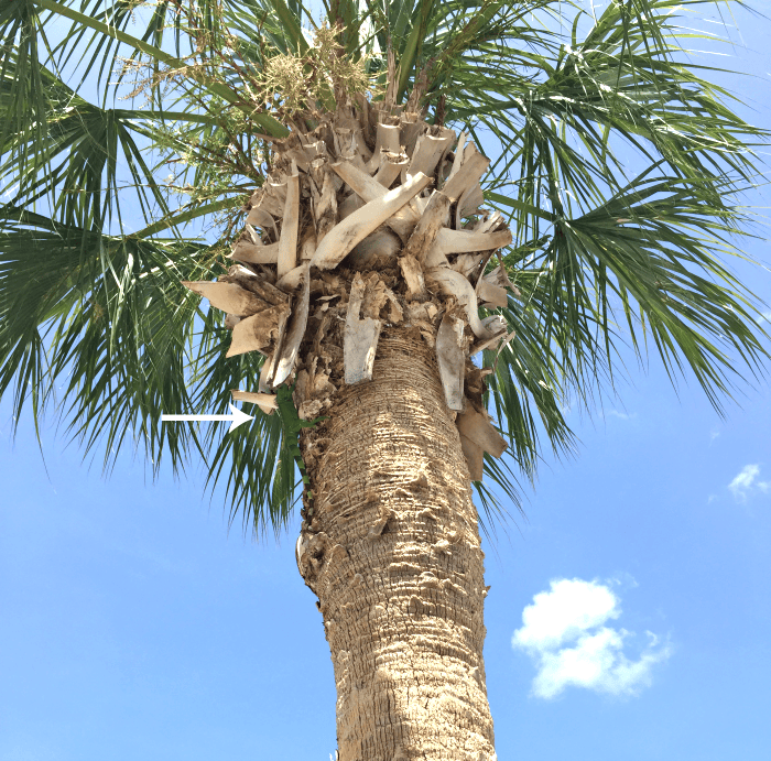 Key West Weekend Travel Guide: What to Do and Where to Stay Key West Weekend Travel Guide: What to Do and Where to Stay