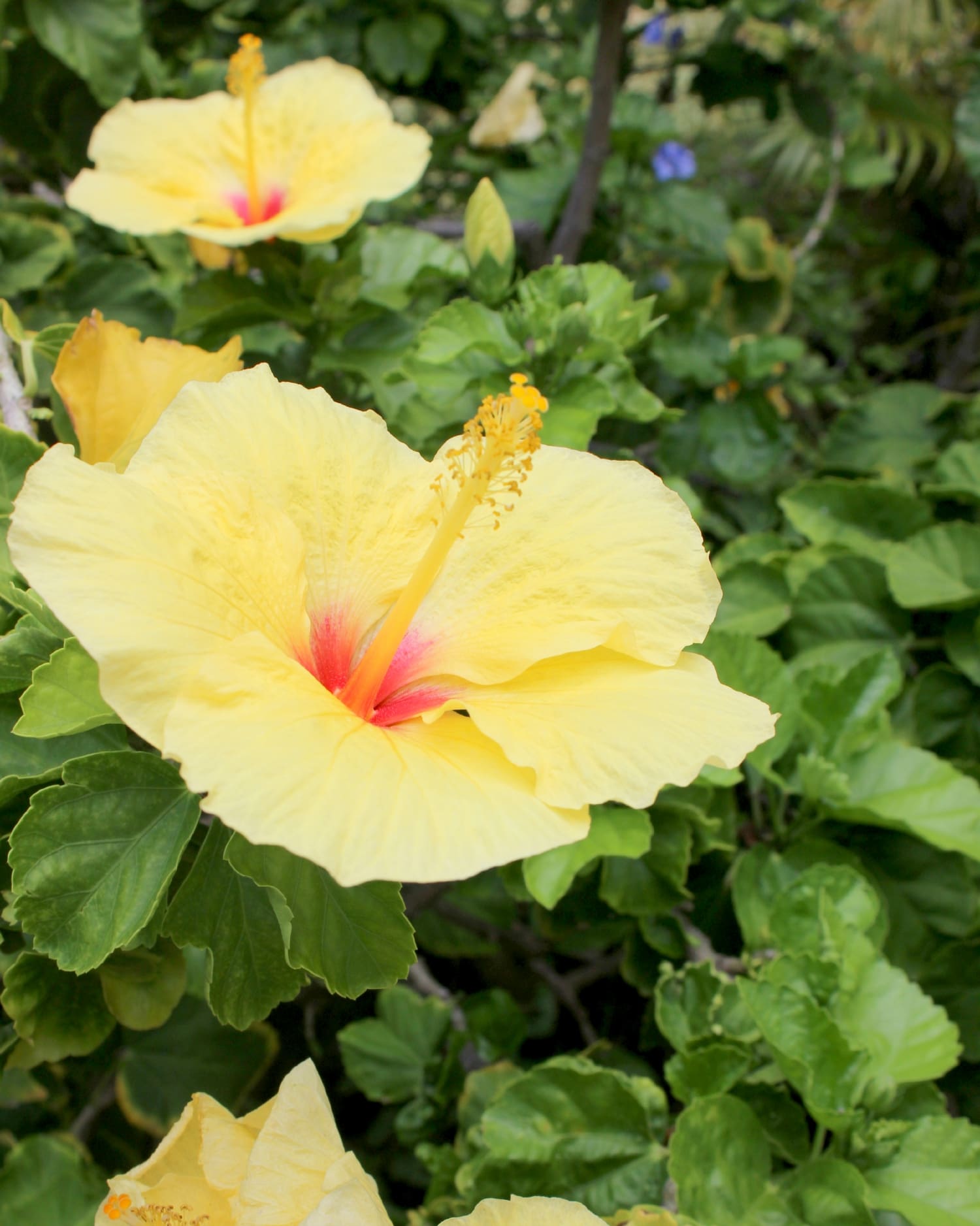 Big Island Travel Guide Big Island Travel Guide