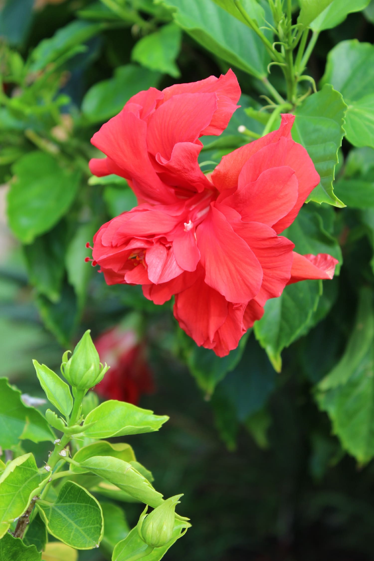 Big Island Travel Guide