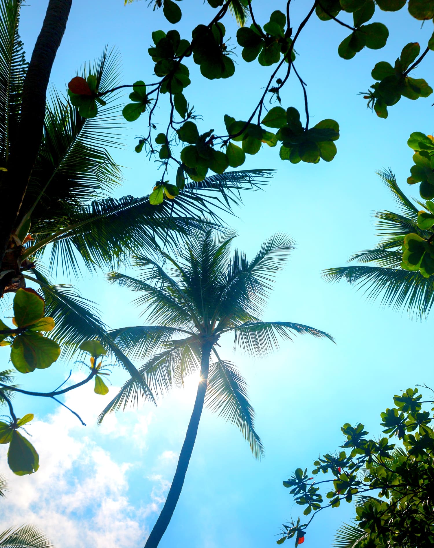 Big Island Travel Guide Big Island Travel Guide