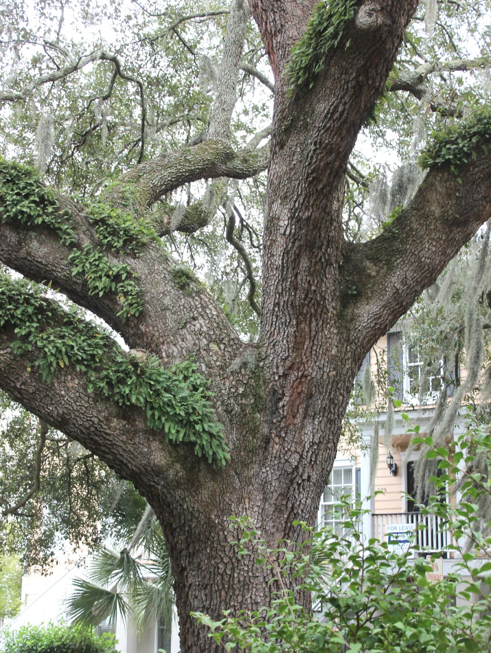 Savannah Historic District, Downtown Savannah, Old Town Savannah, Sahale Snacks, Stephanie Ziajka, Diary of a Debutante