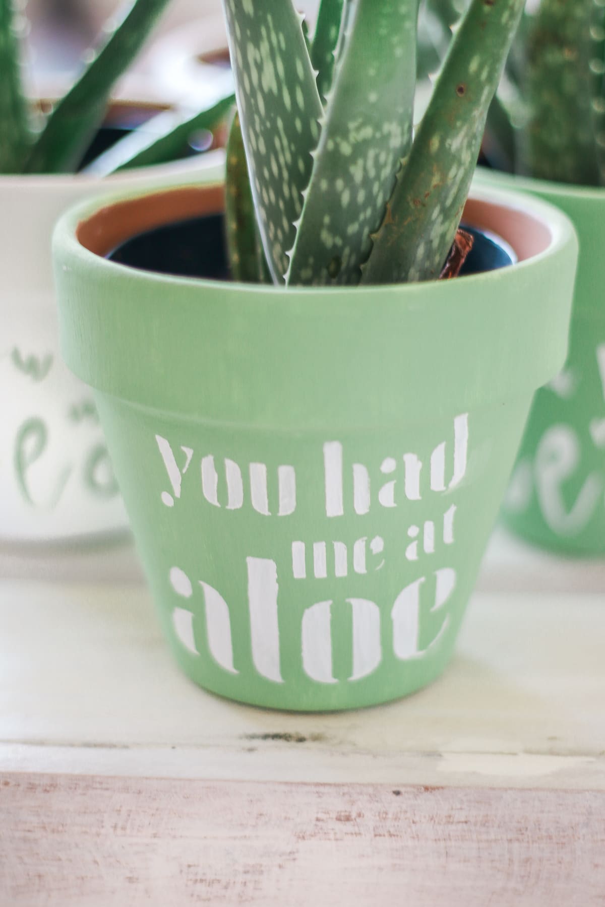 "You Had Me at Aloe" DIY succulent planter by southern blogger Stephanie Ziajka from Diary of a Debutante, gift idea for new neighbors, easy clay pot craft ideas, terracotta ideas, cute aloe vera planter, American Greetings featured artists cards "You Had Me at Aloe" DIY succulent planter by southern blogger Stephanie Ziajka from Diary of a Debutante, gift idea for new neighbors, easy clay pot craft ideas, terracotta ideas, cute aloe vera planter, American Greetings featured artists cards