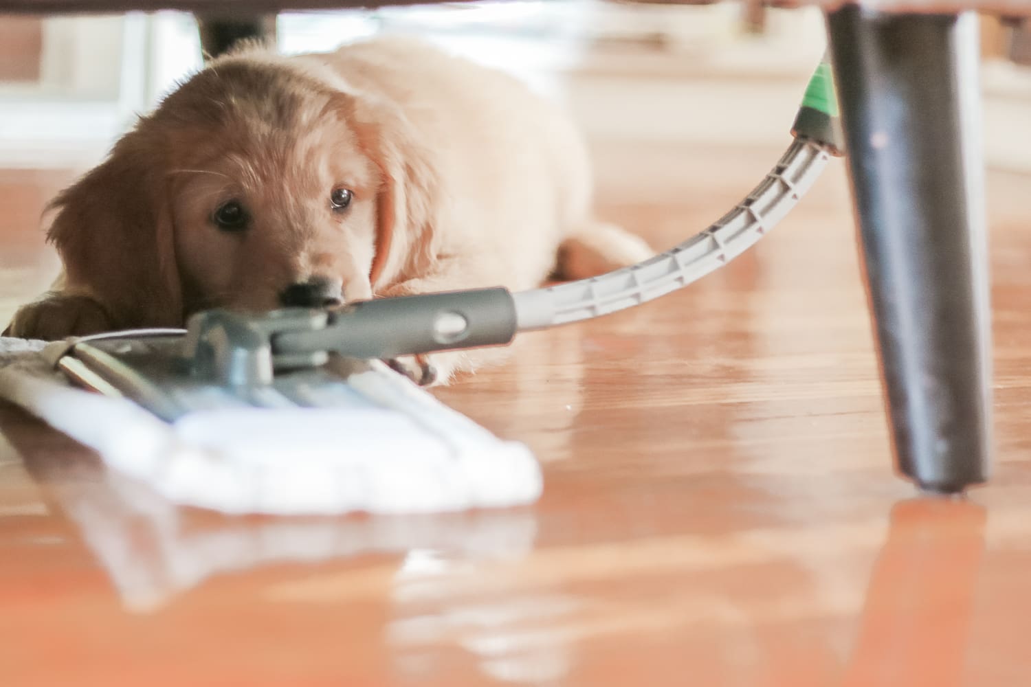 best way to clean hardwood floors with pets, best mop for dog hair on hardwood, STAINMASTER Sweep and Mop Kit review, Cleaning Hacks for Dog Moms: How to Tidy Your Home in 15 Minutes (or Less) by southern lifestyle blogger Stephanie Ziajka from Diary of a Debutante best way to clean hardwood floors with pets, best mop for dog hair on hardwood, STAINMASTER Sweep and Mop Kit review, Cleaning Hacks for Dog Moms: How to Tidy Your Home in 15 Minutes (or Less) by southern lifestyle blogger Stephanie Ziajka from Diary of a Debutante