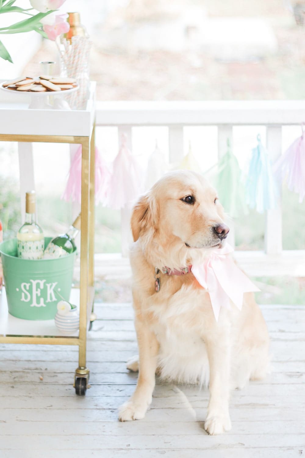 Golden retriever with a pink bow on Diary of a Debutante