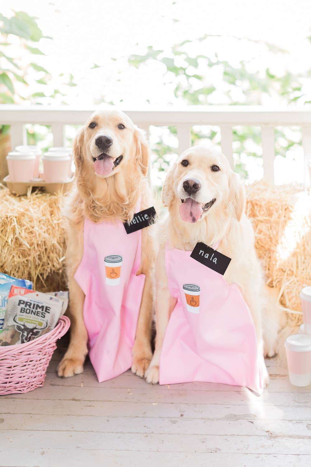 Dog mom and blogger Stephanie Ziajka shares one of the cutest DIY golden retriever Halloween costumes ever on Diary of a Debutante Dog mom and blogger Stephanie Ziajka shares one of the cutest DIY golden retriever Halloween costumes ever on Diary of a Debutante