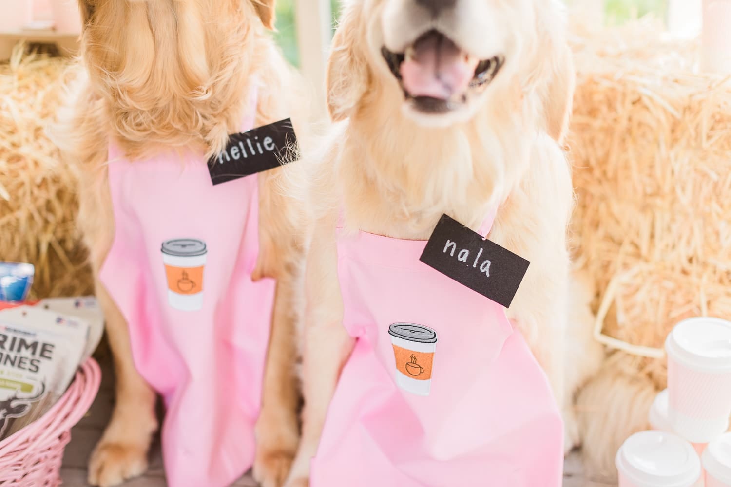 Cute big dog costume idea by dog mom and blogger Stephanie Ziajka on Diary of a Debutante Cute big dog costume idea by dog mom and blogger Stephanie Ziajka on Diary of a Debutante