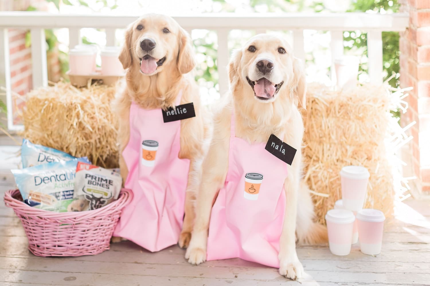 One of the cutest DIY golden retriever dog costumes ever designed by dog mom and blogger Stephanie Ziajka on Diary of a Debutante One of the cutest DIY golden retriever dog costumes ever designed by dog mom and blogger Stephanie Ziajka on Diary of a Debutante