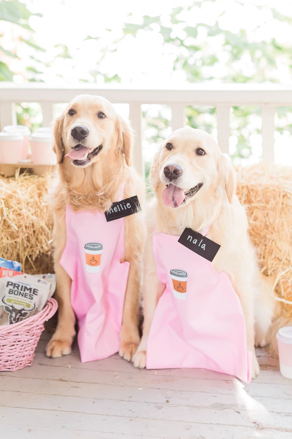 Golden retrievers in costumes styled by dog mom and blogger Stephanie Ziajka on Diary of a Debutante Golden retrievers in costumes styled by dog mom and blogger Stephanie Ziajka on Diary of a Debutante