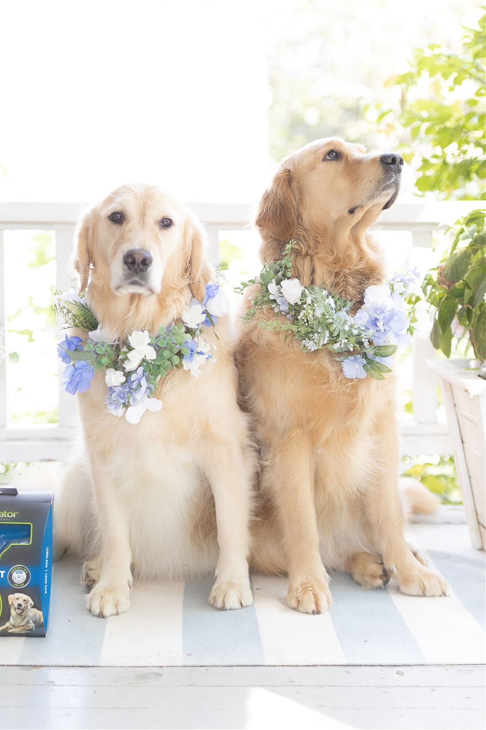 DIY dog flower collar wedding tutorial by blogger Stephanie Ziajka on Diary of a Debutante DIY dog flower collar wedding tutorial by blogger Stephanie Ziajka on Diary of a Debutante