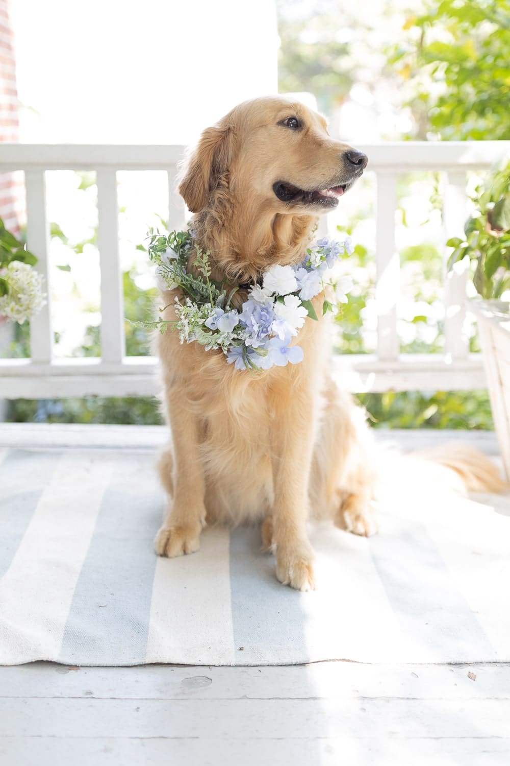 Golden retriever wearing a blue and white dog flower collar for blogger Stephanie Ziajka's wedding on Diary of a Debutante Golden retriever wearing a blue and white dog flower collar for blogger Stephanie Ziajka's wedding on Diary of a Debutante