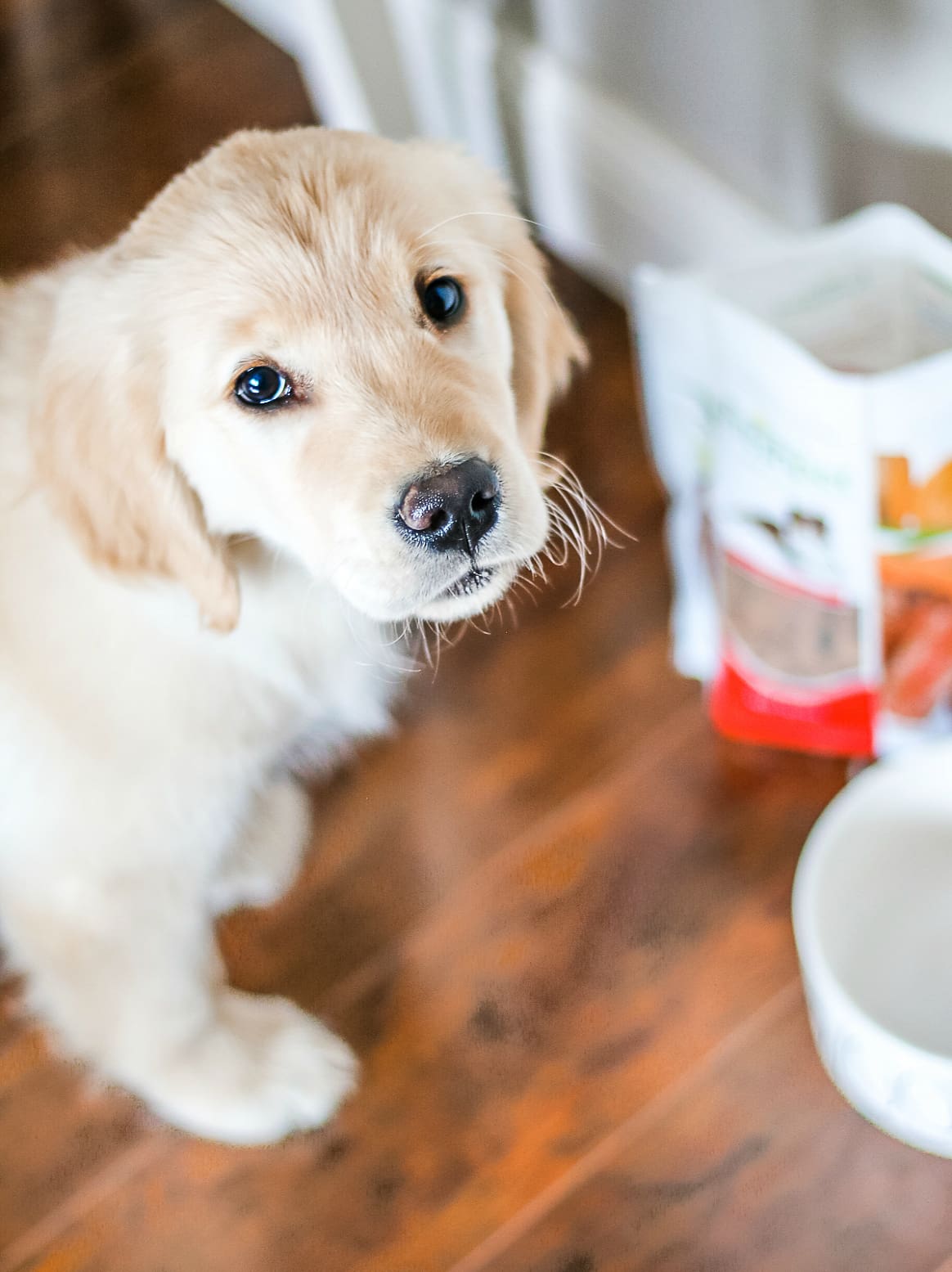 Our Nala Girl: Life As a New Puppy Mom by southern lifestyle blogger and golden retriever puppy mom Stephanie Ziajka from Diary of a Debutante, golden retriever dog food recommendations, new golden retriever puppy, Freshpet dog food review Our Nala Girl: Life As a New Puppy Mom by southern lifestyle blogger and golden retriever puppy mom Stephanie Ziajka from Diary of a Debutante, golden retriever dog food recommendations, new golden retriever puppy, Freshpet dog food review