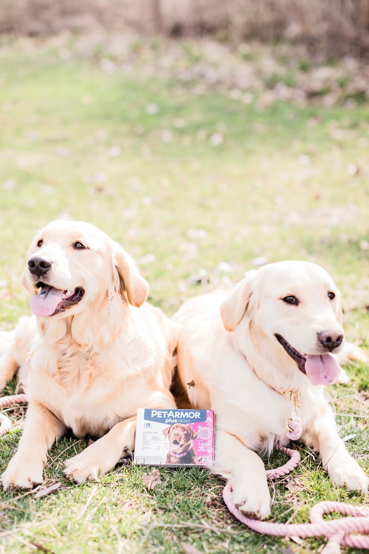 How to Keep Your Dogs Flea and Tick Free: A PetArmor Plus Review by popular southern lifestyle blogger Stephanie Ziajka from Diary of a Debutante, PetArmor Plus for Dogs review, PetArmor Plus reviews, PetArmor Plus for Dogs at PetSmart, cute golden retriever puppies How to Keep Your Dogs Flea and Tick Free: A PetArmor Plus Review by popular southern lifestyle blogger Stephanie Ziajka from Diary of a Debutante, PetArmor Plus for Dogs review, PetArmor Plus reviews, PetArmor Plus for Dogs at PetSmart, cute golden retriever puppies
