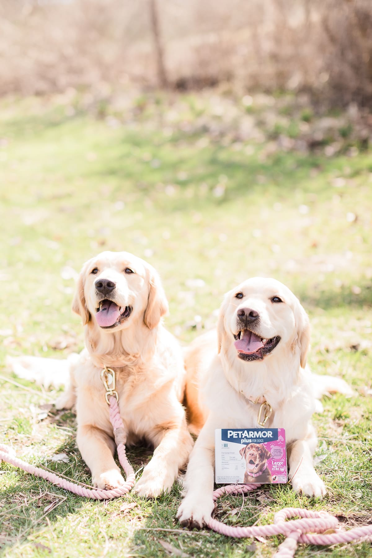 How to Keep Your Dogs Flea and Tick Free: A PetArmor Plus Review by popular southern lifestyle blogger Stephanie Ziajka from Diary of a Debutante, PetArmor Plus for Dogs review, PetArmor Plus reviews, PetArmor Plus for Dogs at PetSmart, cute golden retriever puppies How to Keep Your Dogs Flea and Tick Free: A PetArmor Plus Review by popular southern lifestyle blogger Stephanie Ziajka from Diary of a Debutante, PetArmor Plus for Dogs review, PetArmor Plus reviews, PetArmor Plus for Dogs at PetSmart, cute golden retriever puppies