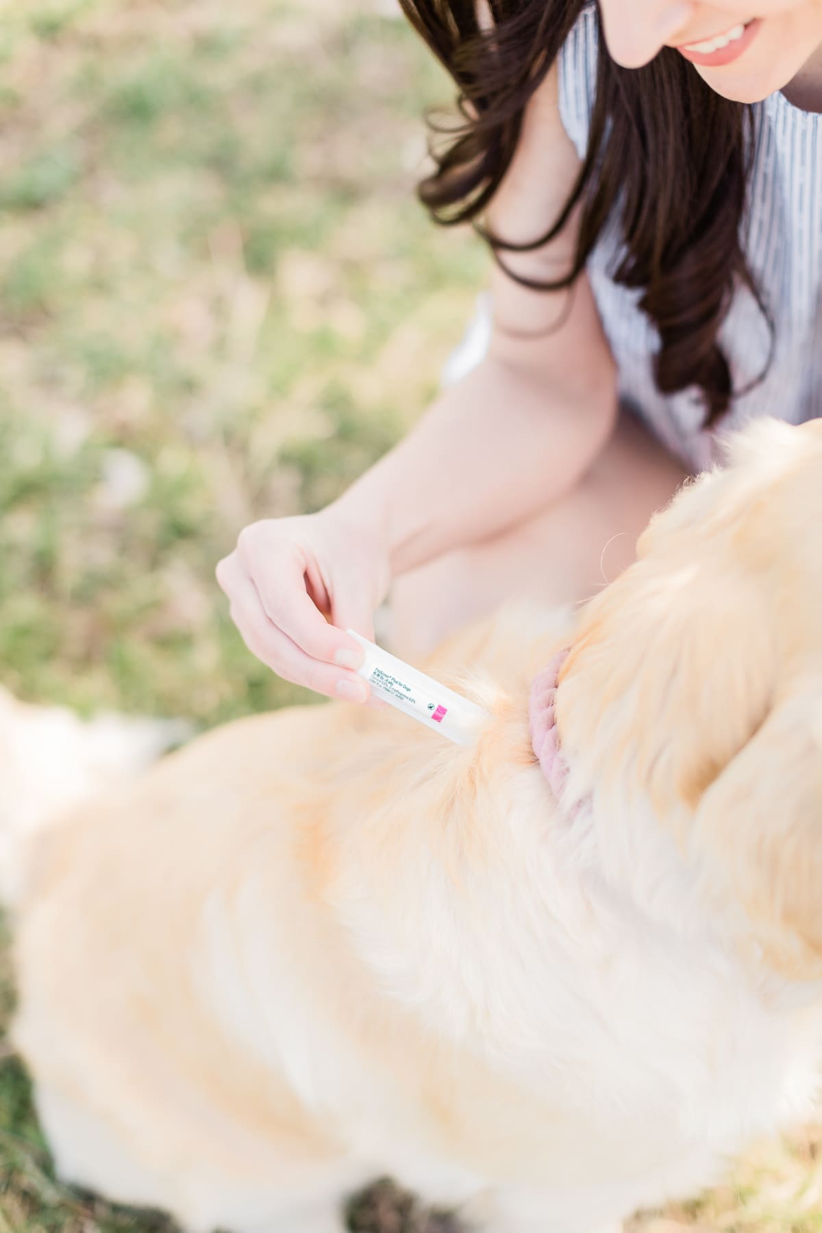 How to Keep Your Dogs Flea and Tick Free: A PetArmor Plus Review by popular southern lifestyle blogger Stephanie Ziajka from Diary of a Debutante, PetArmor Plus for Dogs review, PetArmor Plus reviews, PetArmor Plus for Dogs at PetSmart, cute golden retriever puppies How to Keep Your Dogs Flea and Tick Free: A PetArmor Plus Review by popular southern lifestyle blogger Stephanie Ziajka from Diary of a Debutante, PetArmor Plus for Dogs review, PetArmor Plus reviews, PetArmor Plus for Dogs at PetSmart, cute golden retriever puppies